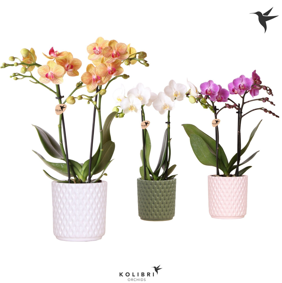 Phalaenopsis mix 40cm 9cm Pot