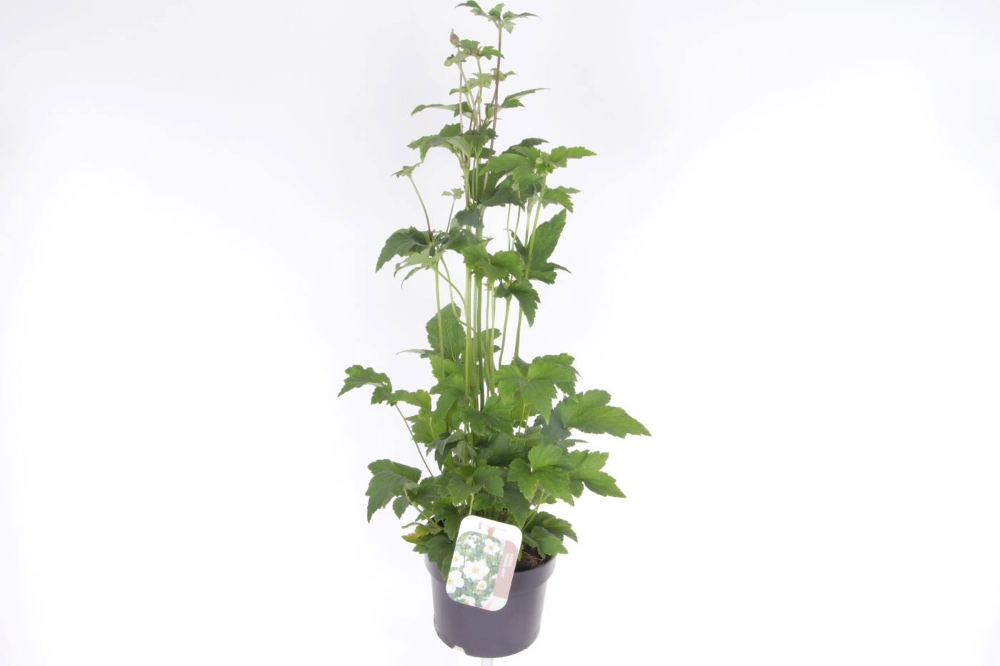 Anemone hup. Honorine Jobert 75cm 17cm Pot