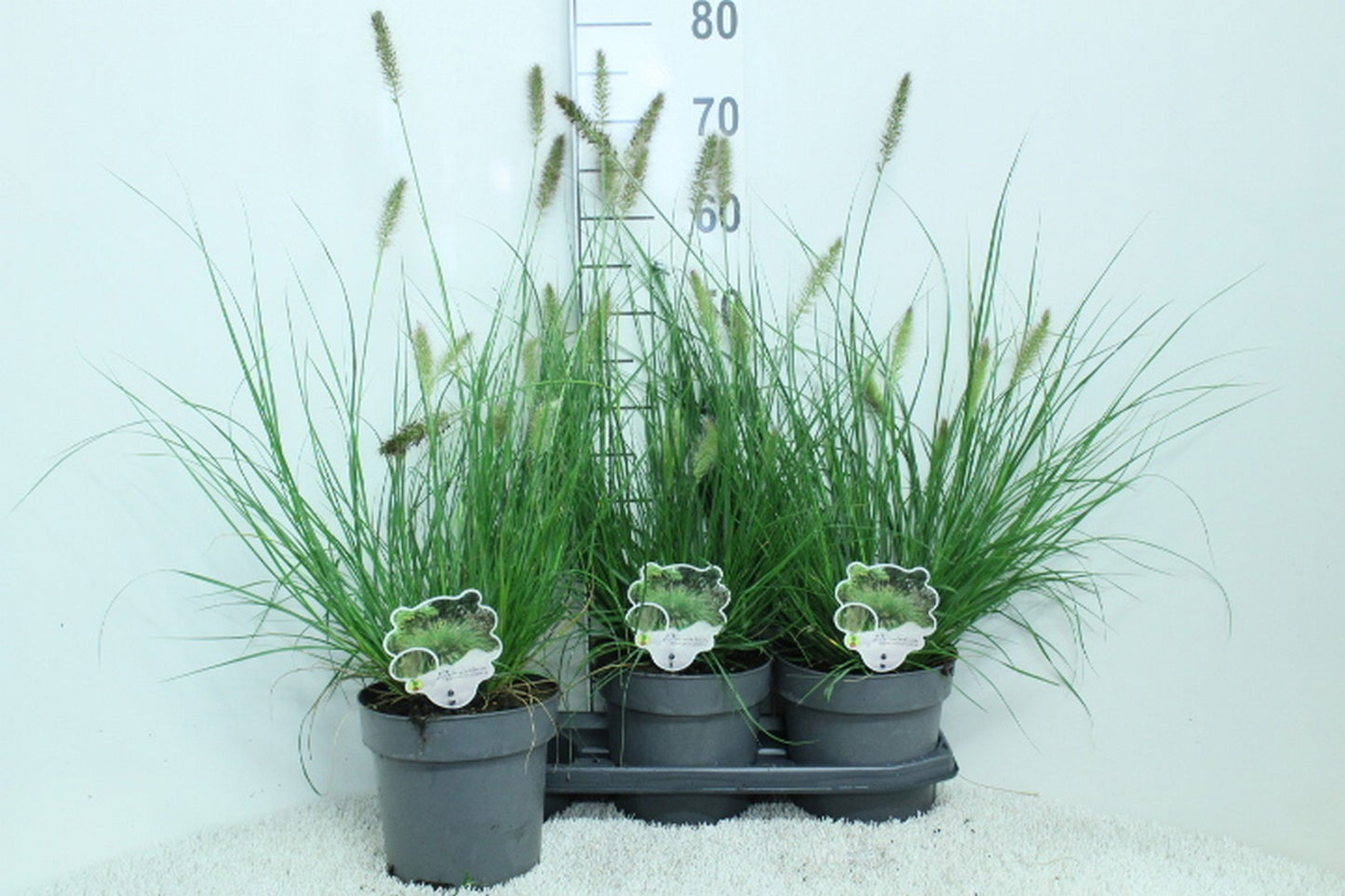 Pennisetum Hameln 75cm 19cm Pot
