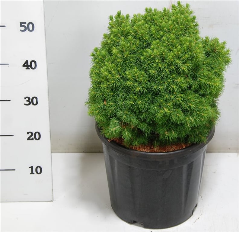 Picea gl. Alberta Globe 55cm 32cm Pot