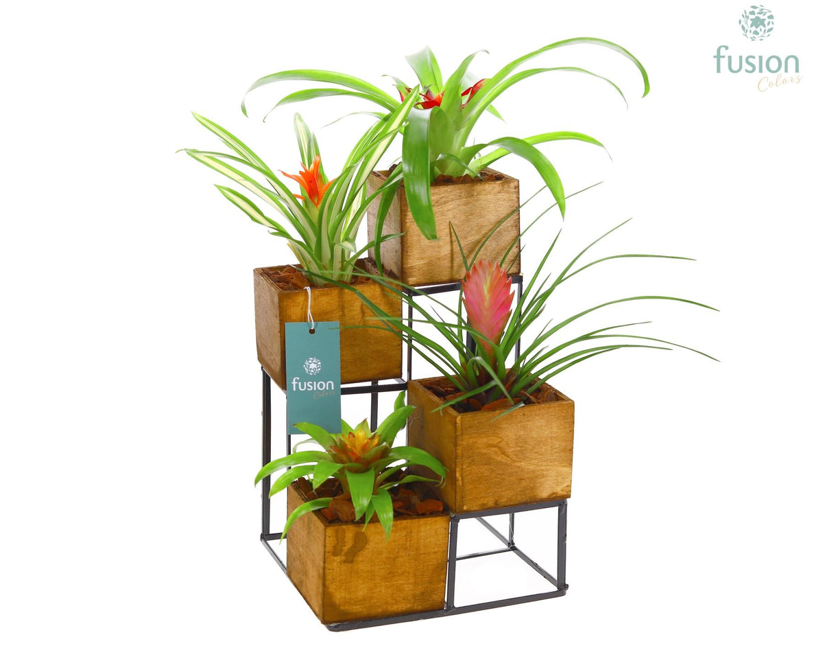 arr. Bromelia 43cm 19cm Pot
