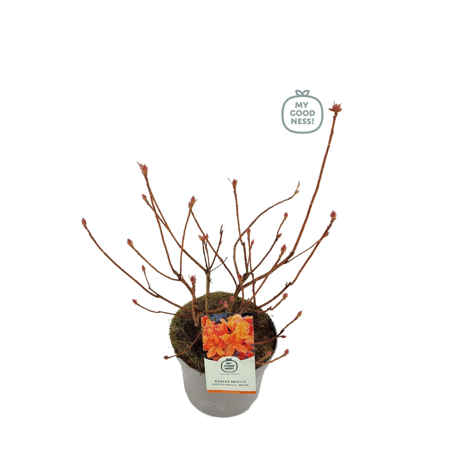 Leybaert BVBA Rhododendron mol. Hortulanus H. Witte Pack of 1