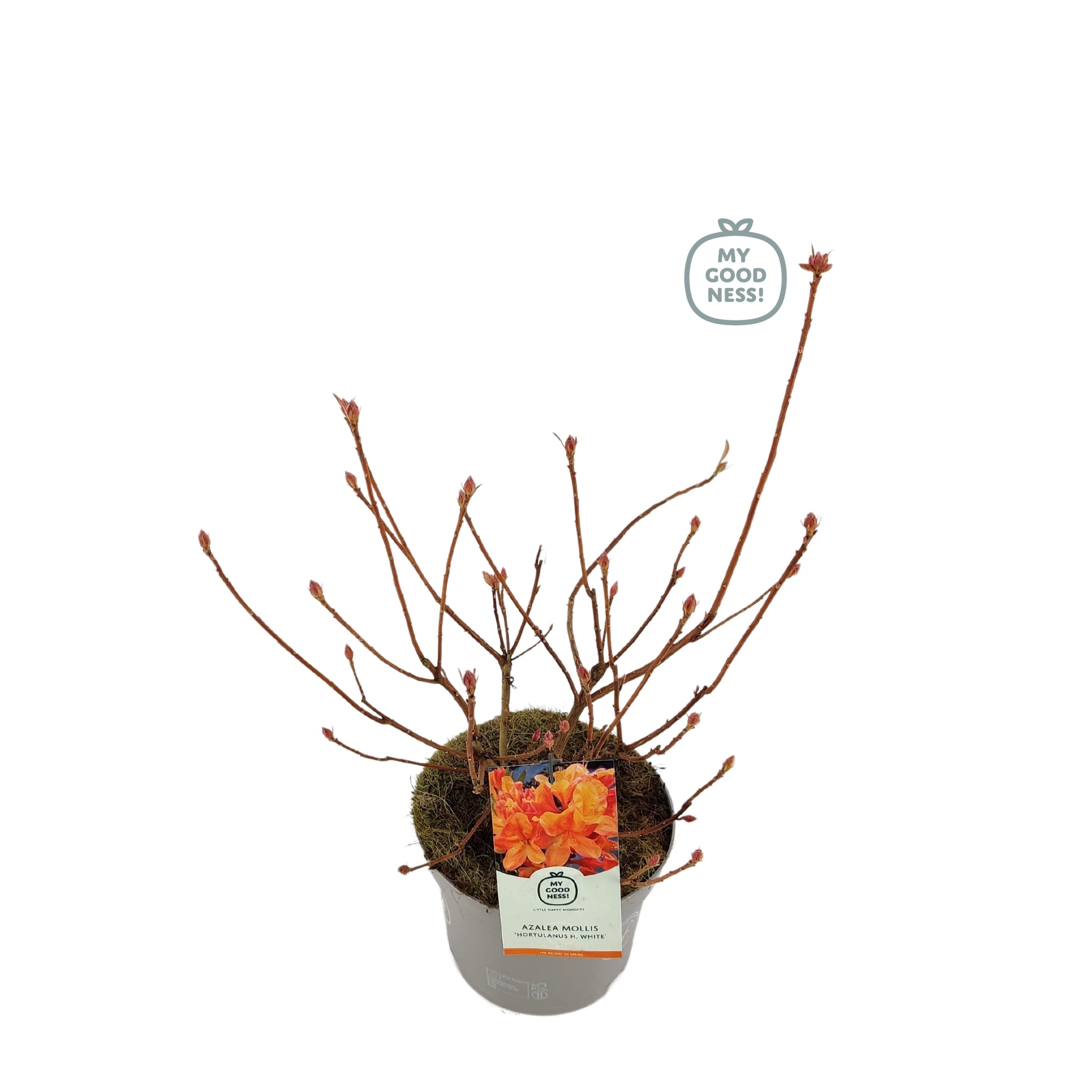 Leybaert BVBA Rhododendron mol. Hortulanus H. Witte Pack of 1