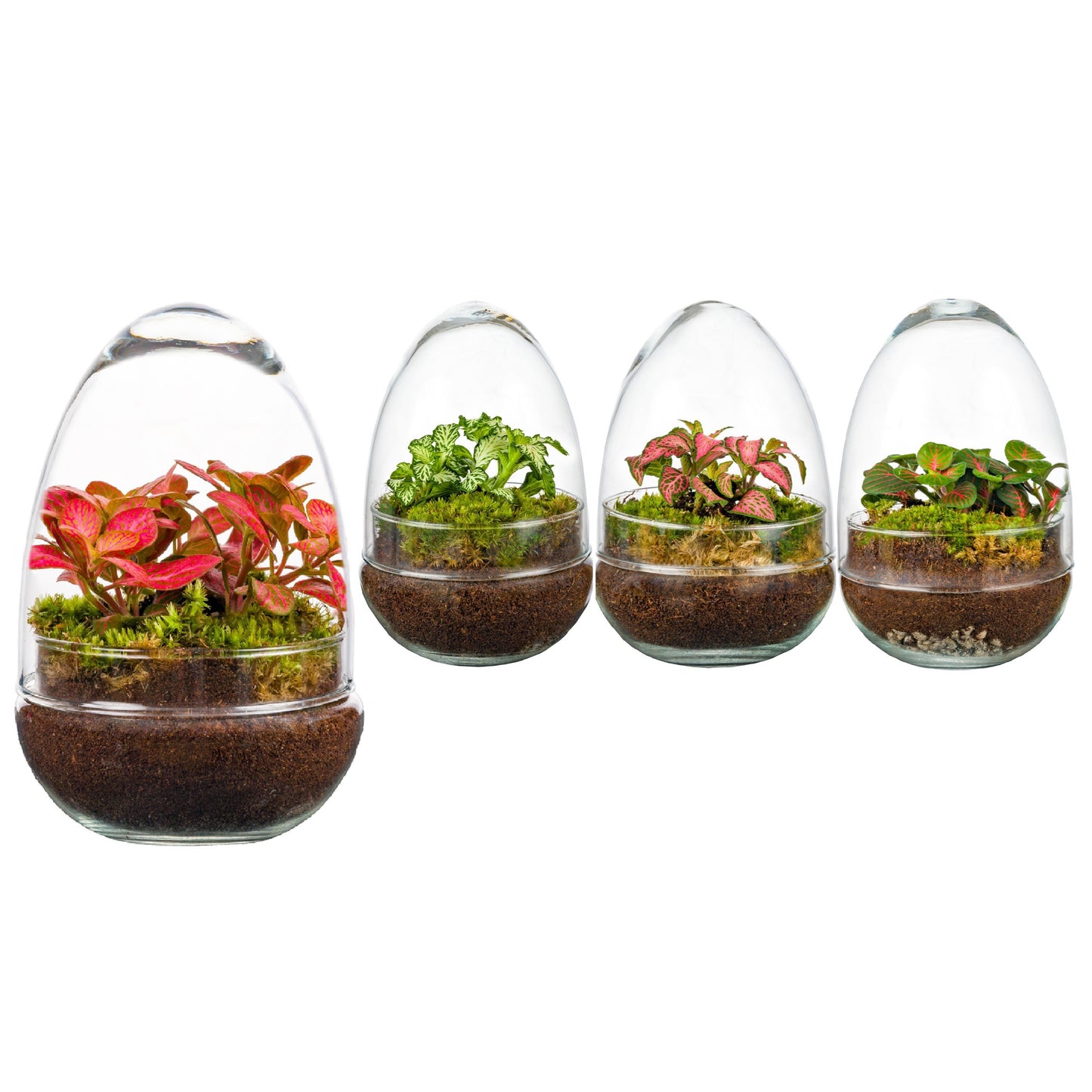 Wardians Terrarium - Oeuf small (fittonia) 20cm 12cm Pot