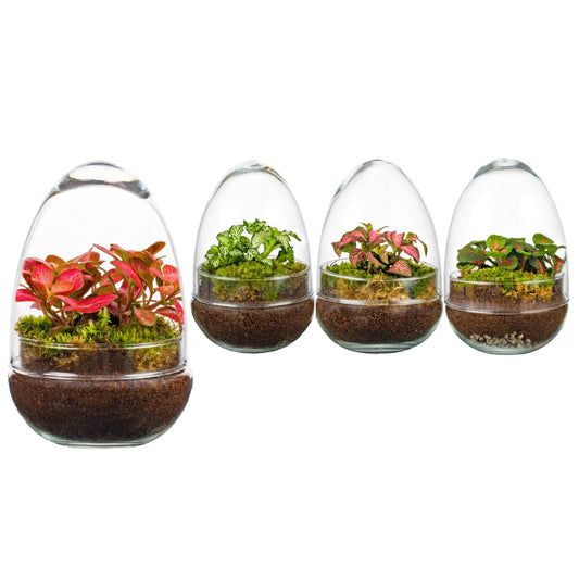 Wardians Terrarium - Oeuf small (fittonia) 20cm 12cm Pot