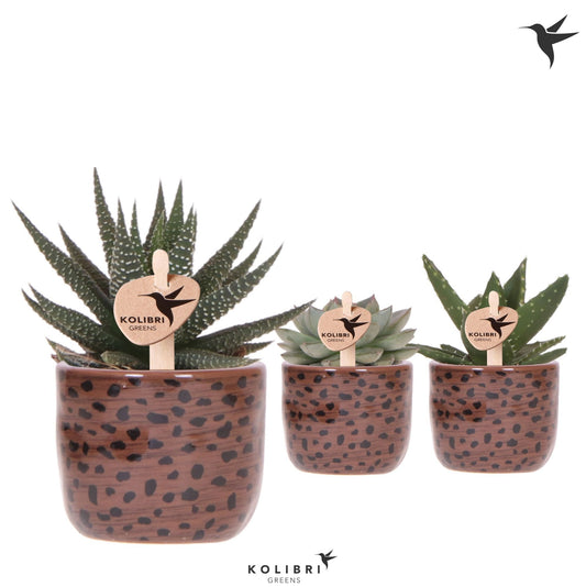 Succulent mix 12cm 6cm Pot