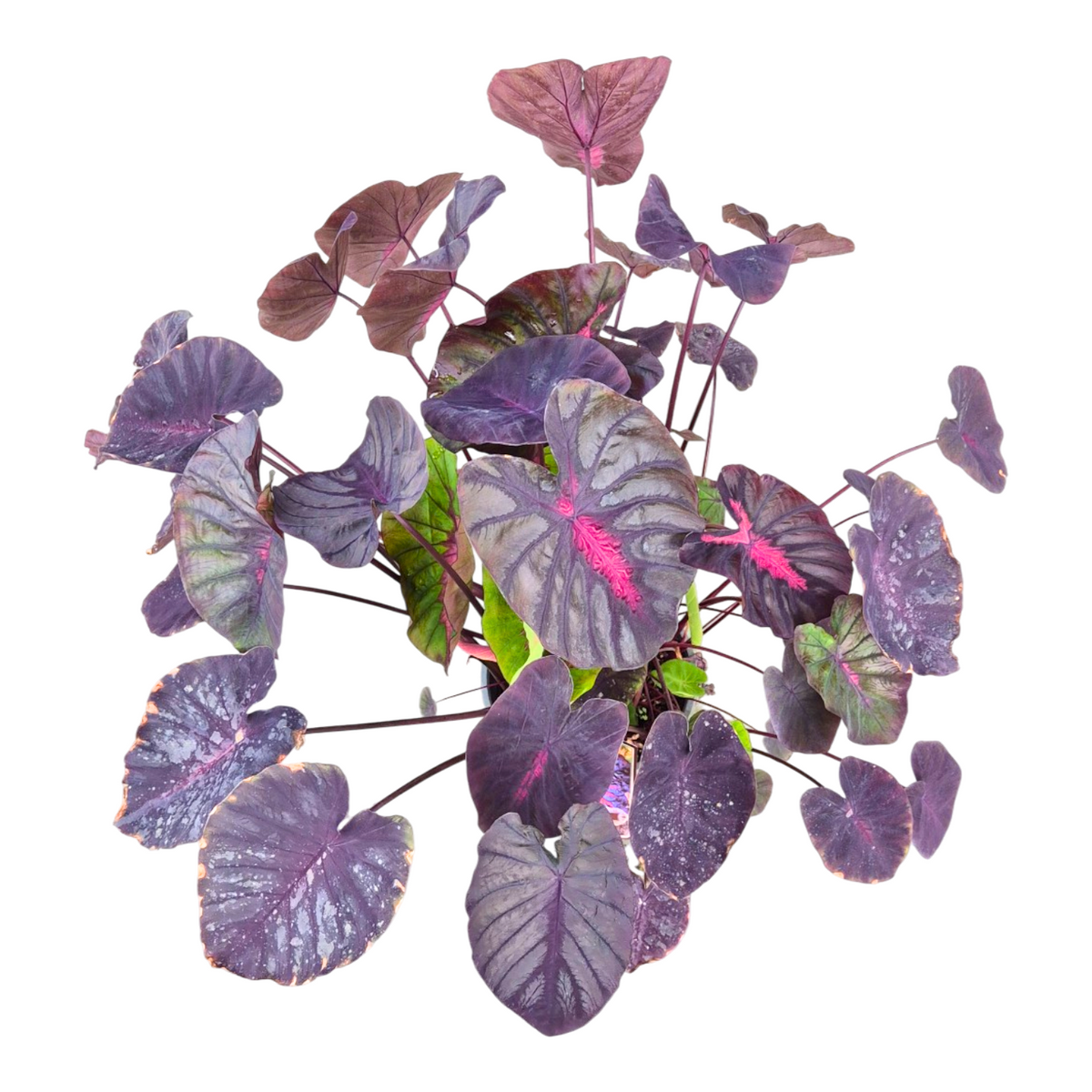 Colocasia Pharaohs Mask 80cm 20cm Pot