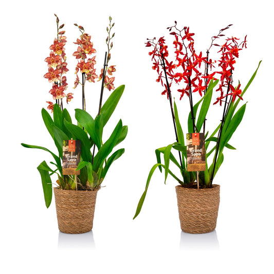 Cambria Grand Sapa (+drp. Basket) 70cm 17cm Pot