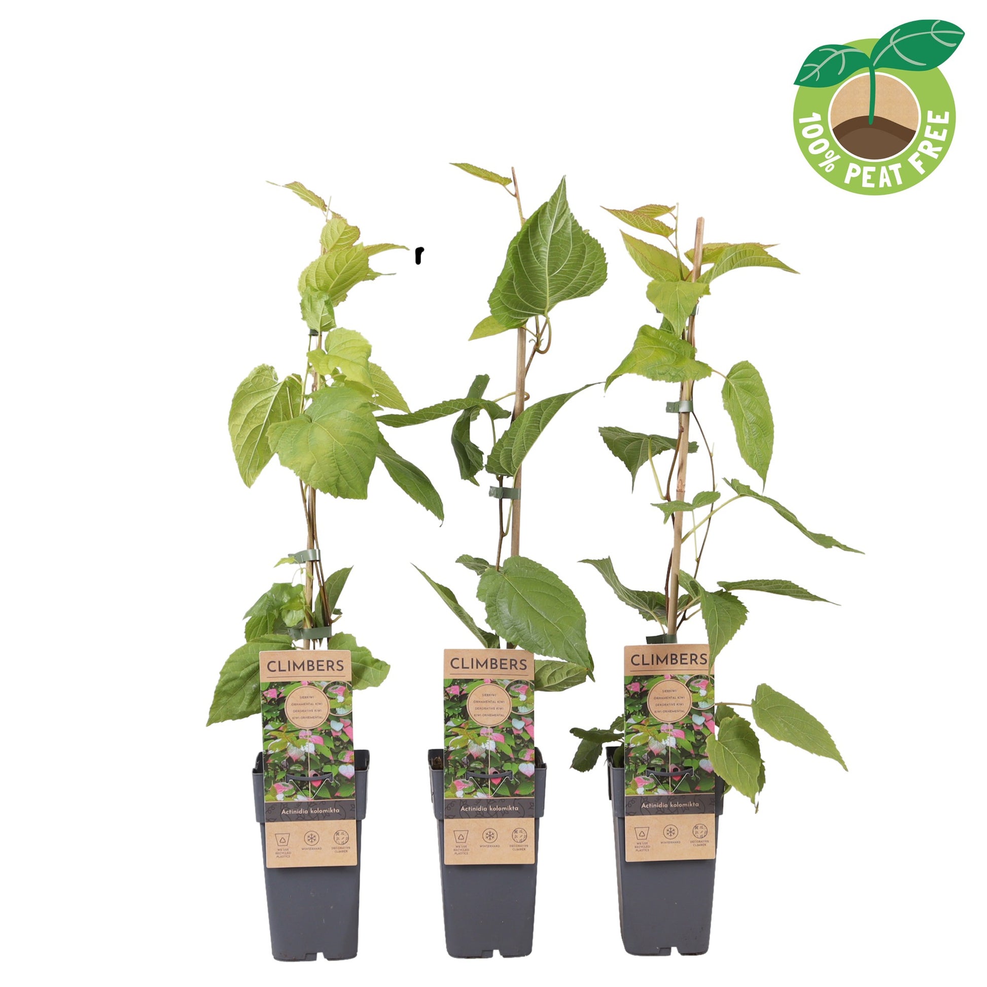 Actinidia kolomikta 70cm 15cm Pot