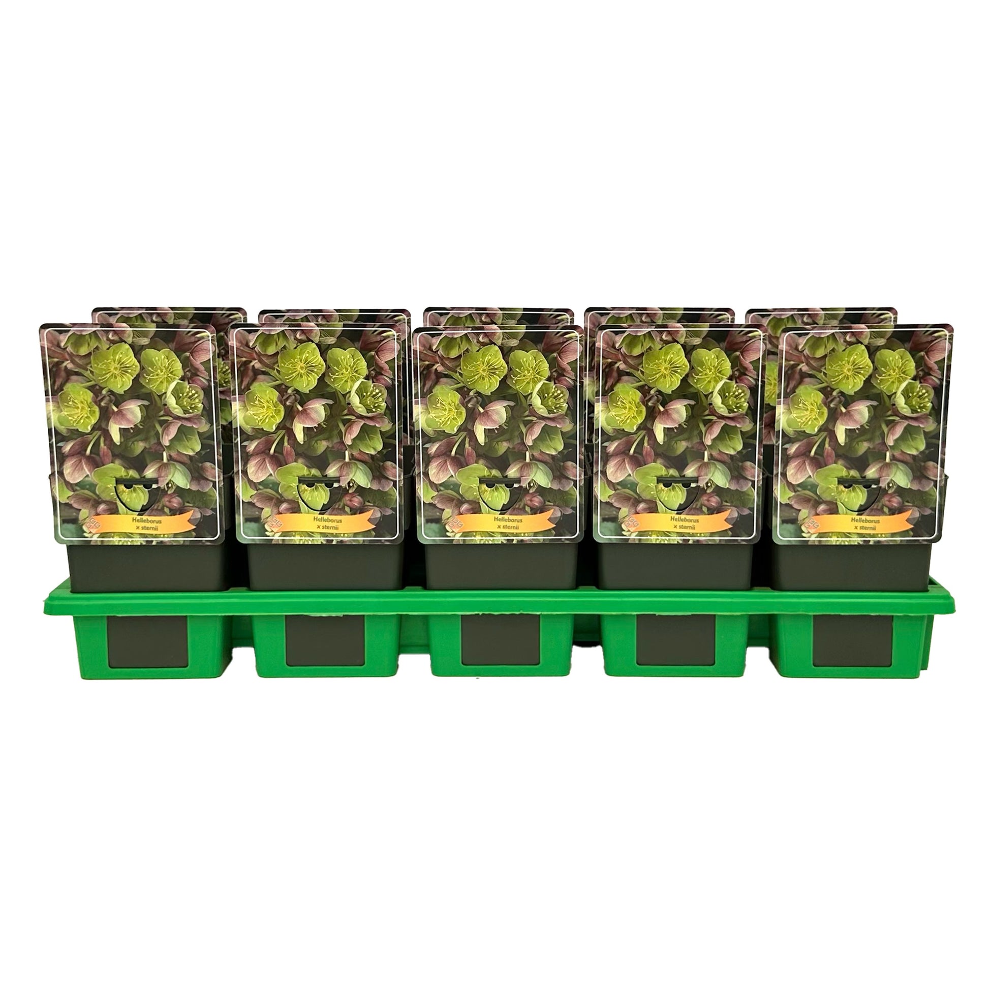Gebr. Griffioen Helleborus sternii Pack of 10