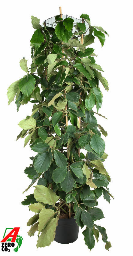 Tetrastigma voinierianum 200cm 40cm Pot
