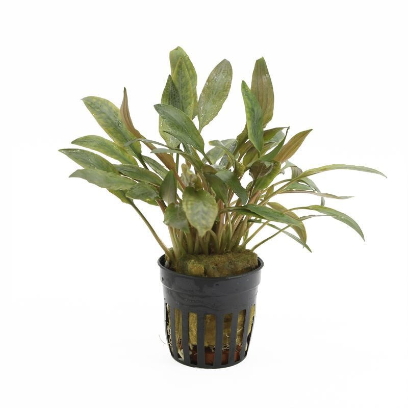 Cryptocoryne beckettii 10cm 5cm Pot