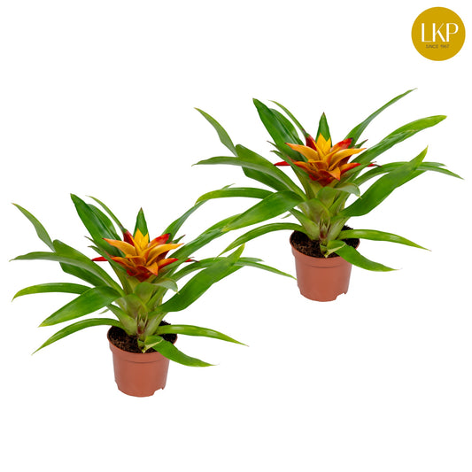 LKP plants Guzmania Flava Pack of 12