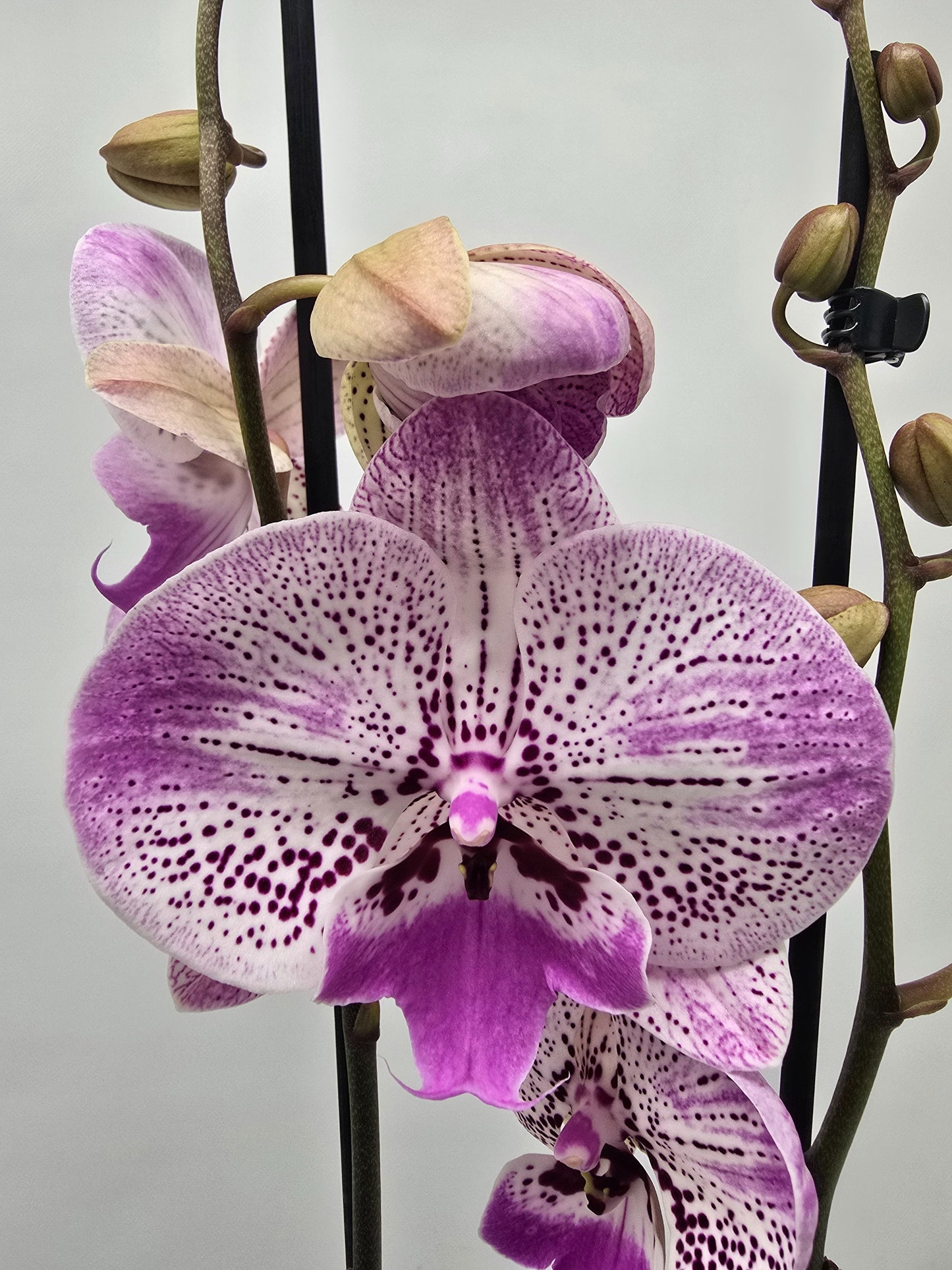 Phalaenopsis Hybrid 80cm 12cm Pot
