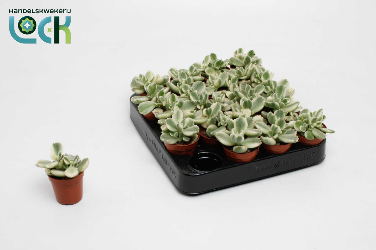 Cotyledon ladysmithiensis variegated 10cm 5.5cm Pot