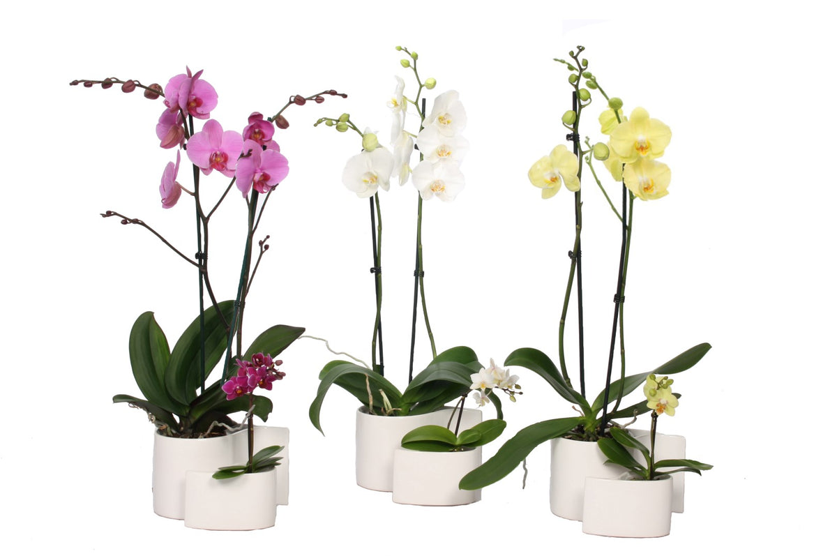 Phalaenopsis mix 60cm 12cm Pot