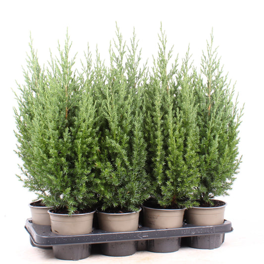 Juniperus Stricta 40cm 13cm Pot