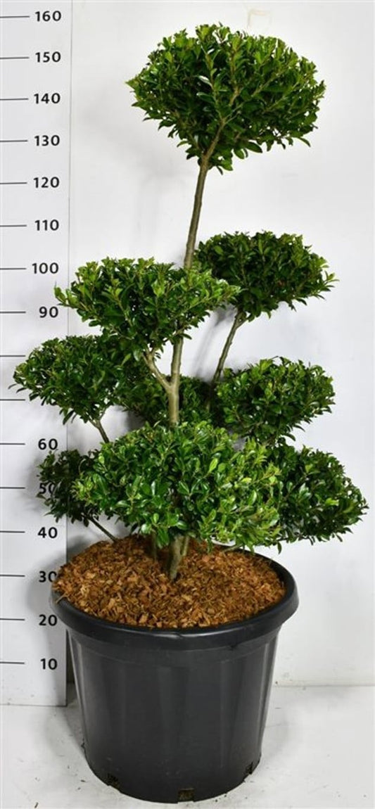 Ilex mix 140cm 48cm Pot