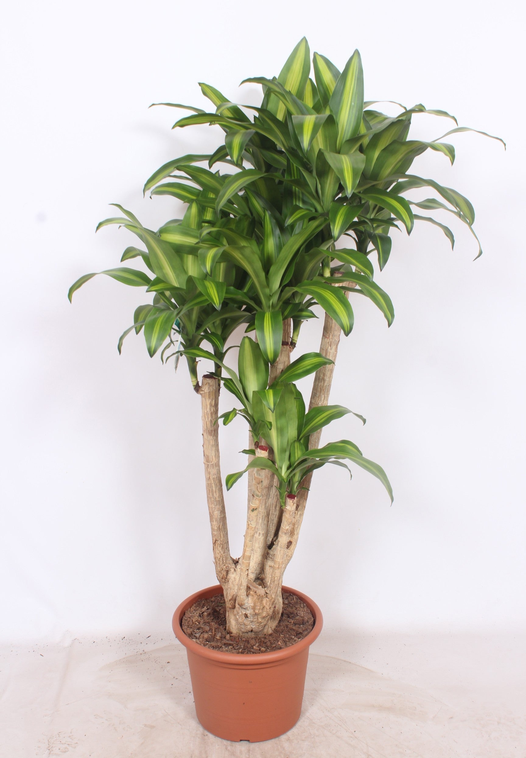 Dracaena frag. Massangeana 170cm 40cm Pot