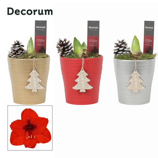 Hippeastrum 25cm 12cm Pot