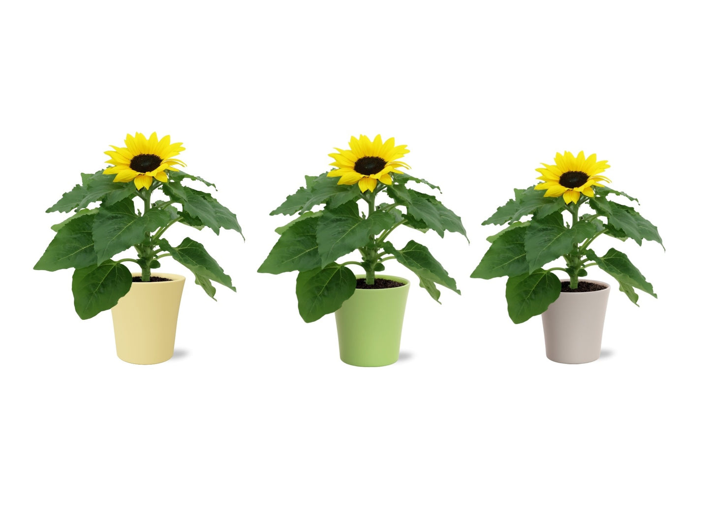 Helianthus ann. Sunsation 30cm 14cm Pot