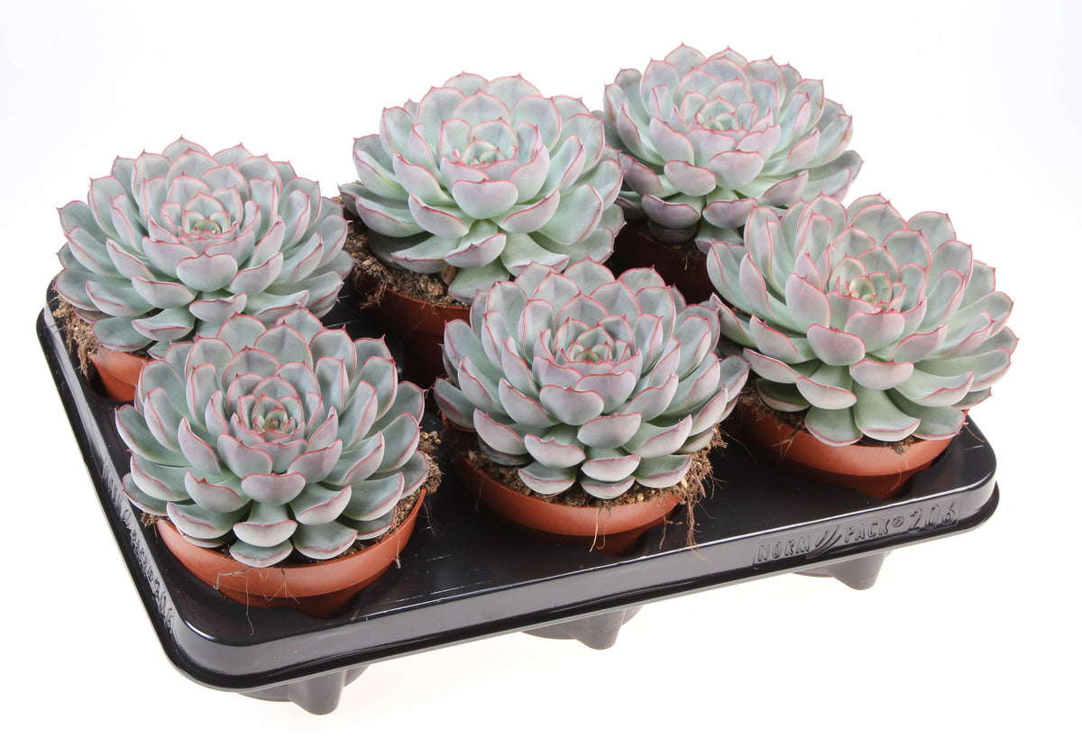 Echeveria Hybrid 15cm 12cm Pot