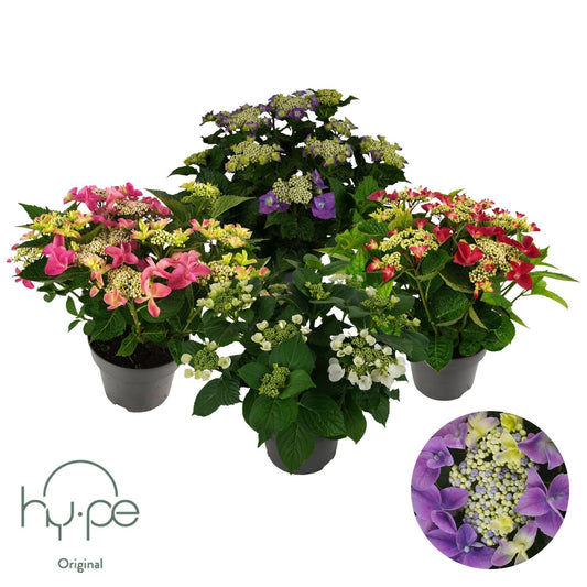 Hydrangea macr. Lacecap mix 45cm 23cm Pot
