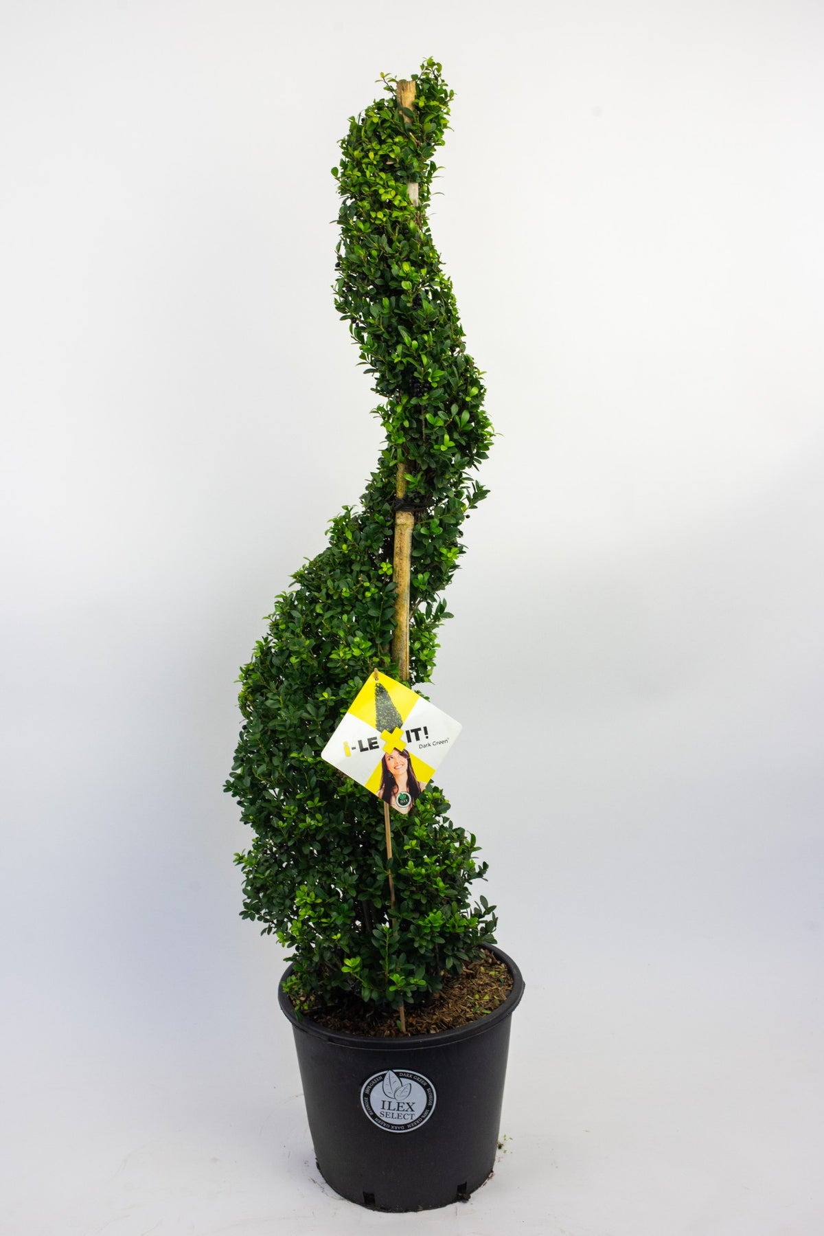 Ilex crenata Dark Green 150cm 35cm Pot