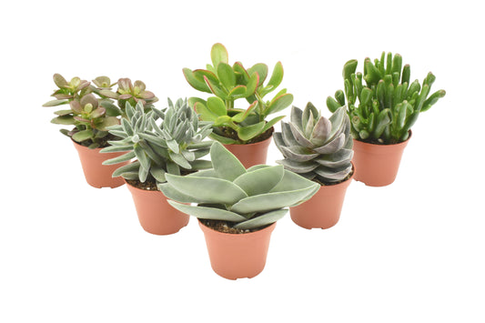 Crassula mix 14cm Special Pot (508)