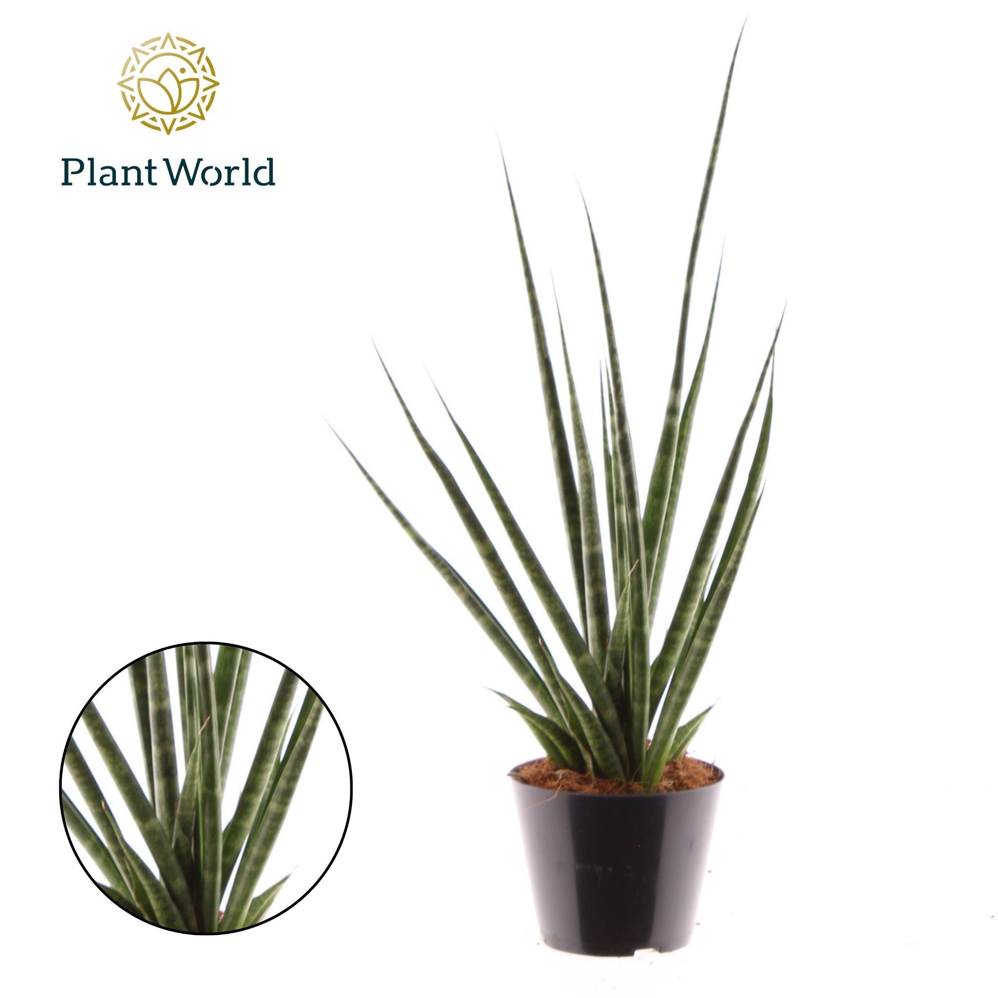 Sansevieria cylindrica 40cm Special Pot (508)