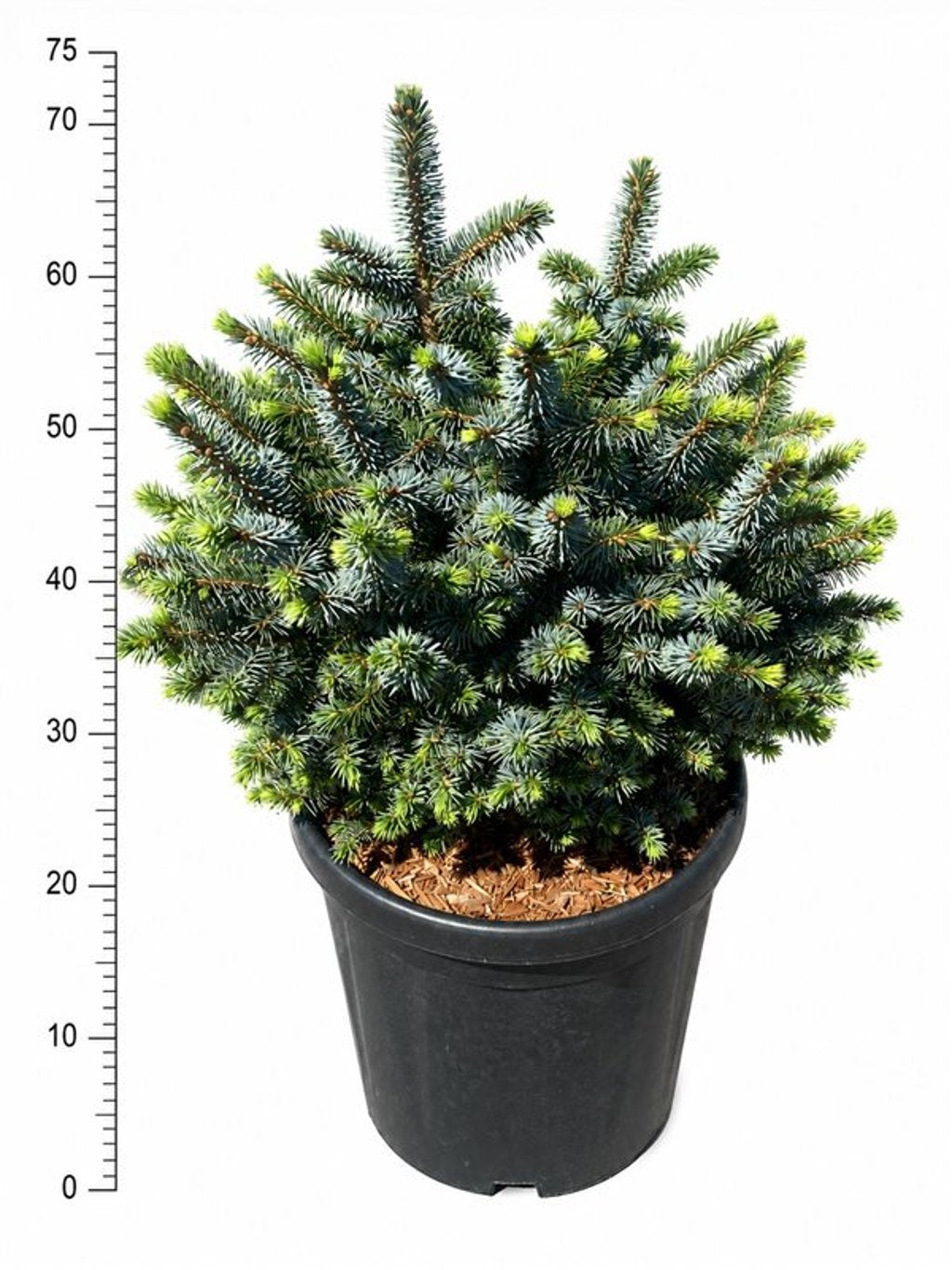 Picea 70cm 38cm Pot