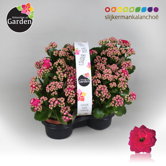 Kalanchoe gevuldbloemig 23cm 1cm Pot