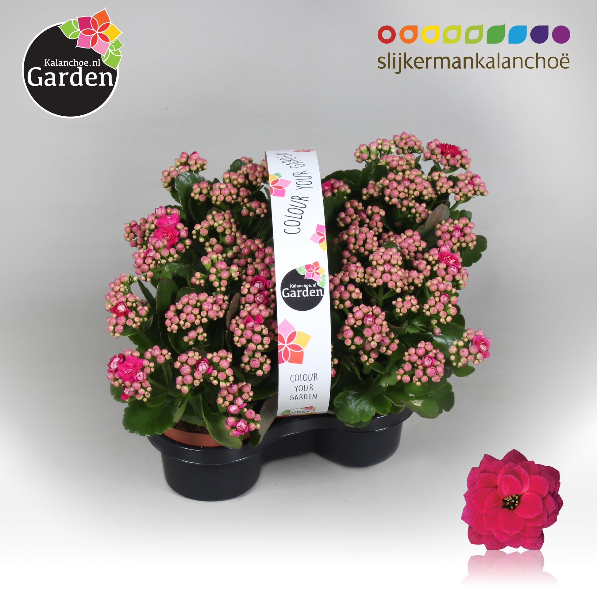 Kalanchoe gevuldbloemig 23cm 1cm Pot