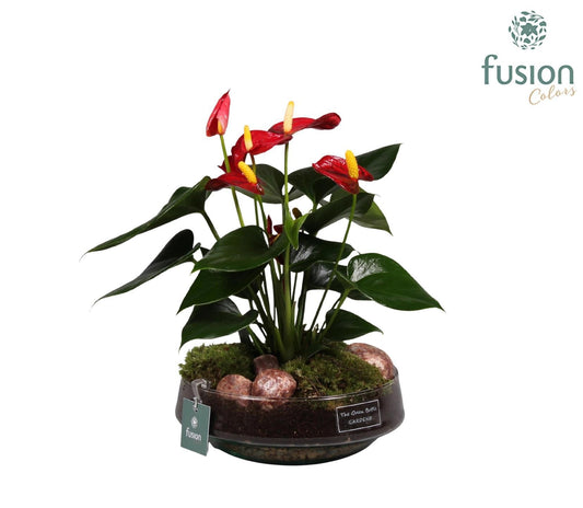 Green Bottle Iris Medium met anthurium 29cm 19cm Pot