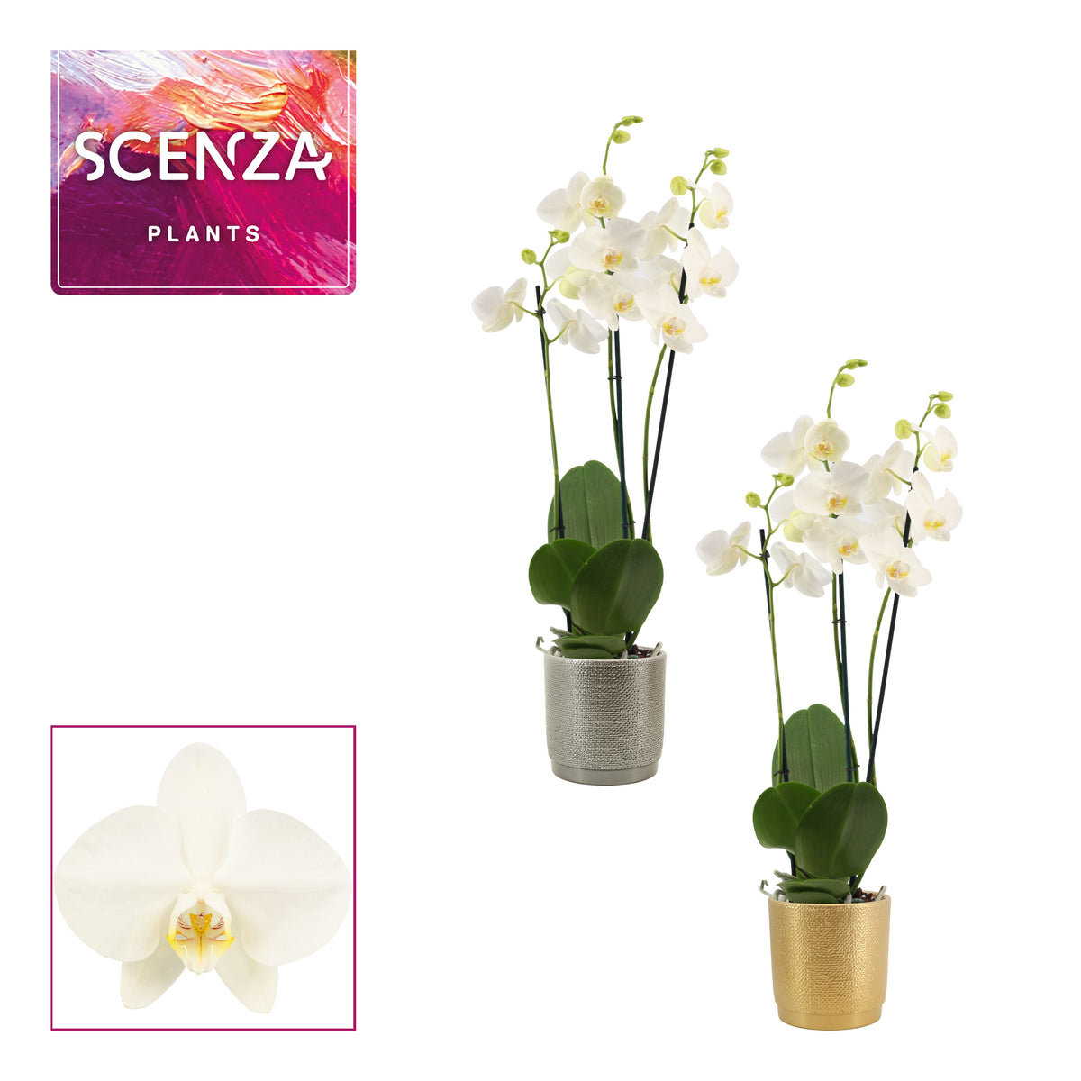 Phalaenopsis white 65cm 12cm Pot