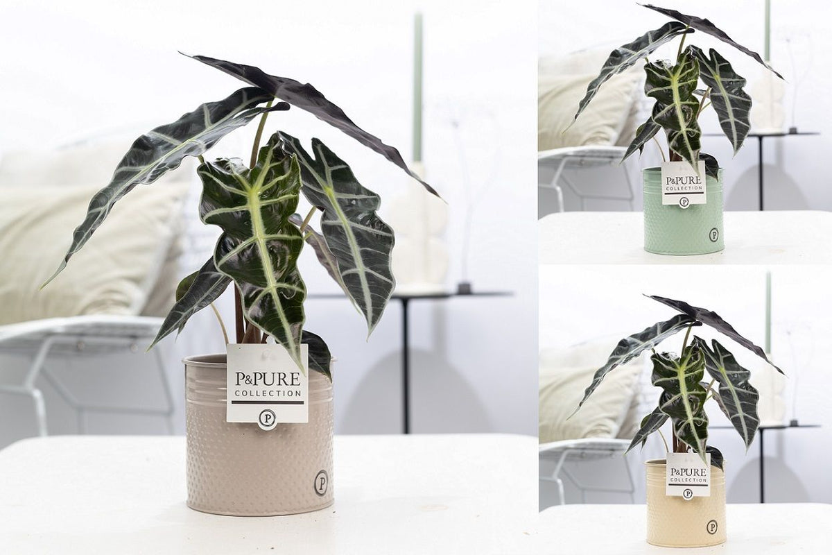 Alocasia amazonica 40cm 12cm Pot