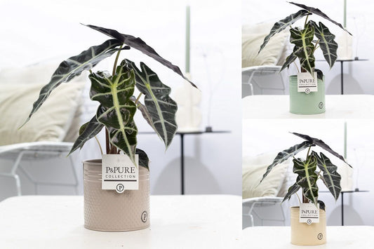 Alocasia amazonica 40cm 12cm Pot