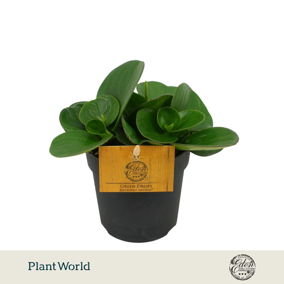 Plantworld Smit Kwekerij Peperomia obt. Obtipan Pack of 8