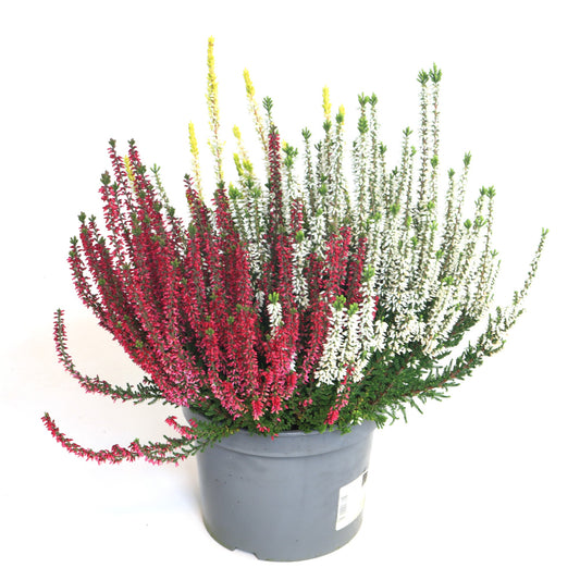 Calluna Beauty Ladies trio 25cm 17cm Pot