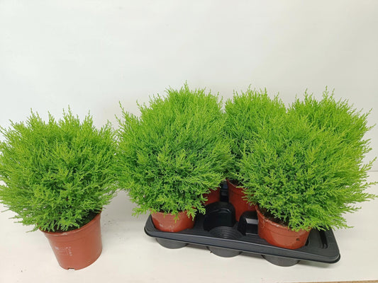 Cupressus Goldcrest standard 50cm 17cm Pot