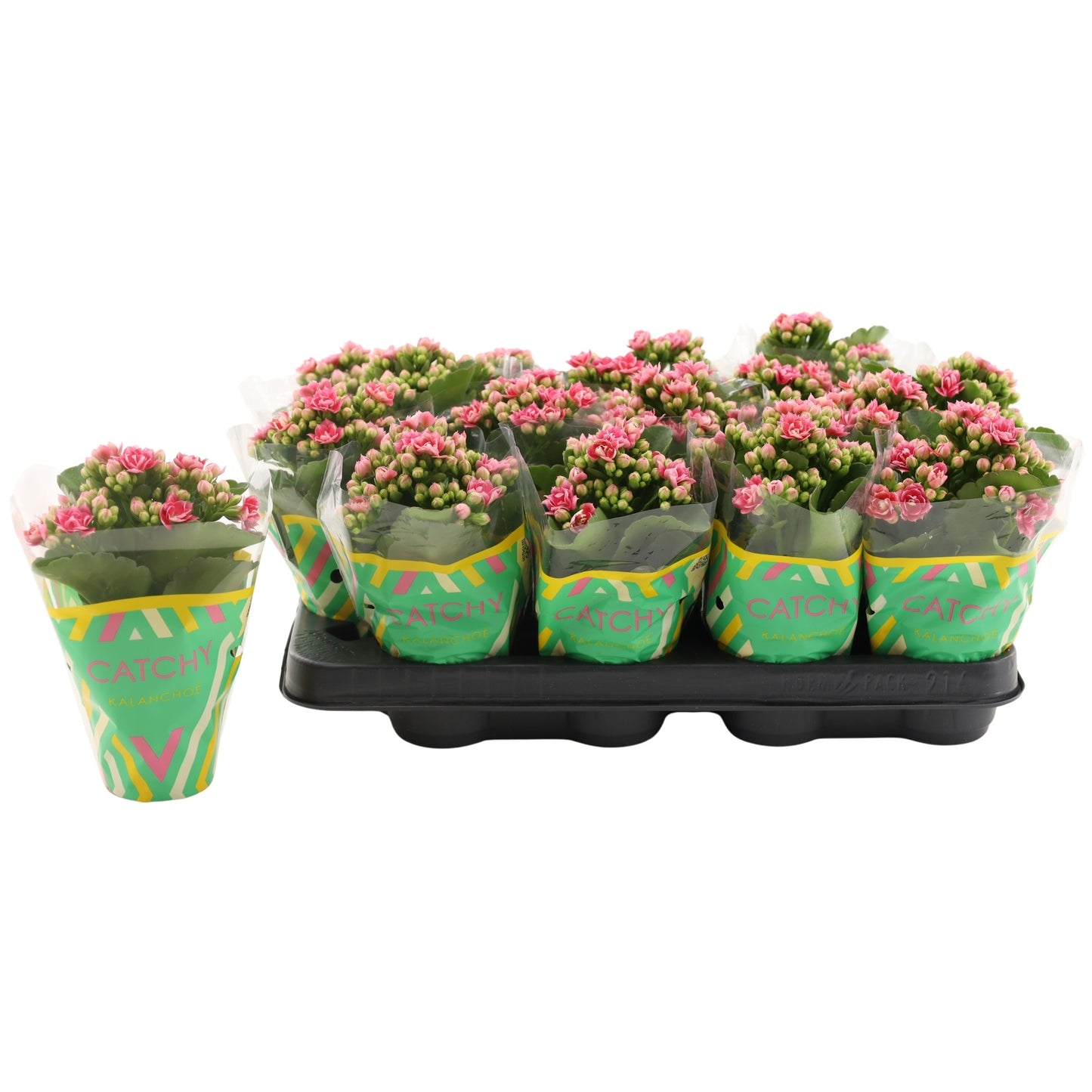 Vilosa Kalanchoe Sylca Pink Pack of 16