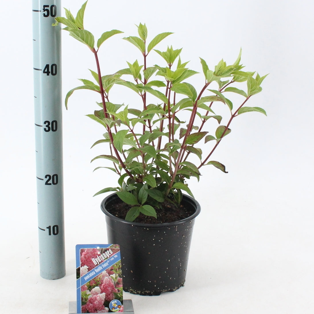 Hydrangea pan. Vanille-Frais 60cm 19cm Pot
