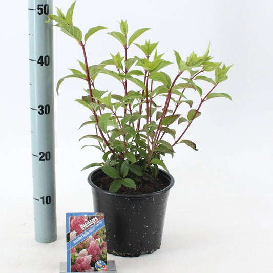Hydrangea pan. Vanille-Frais 60cm 19cm Pot