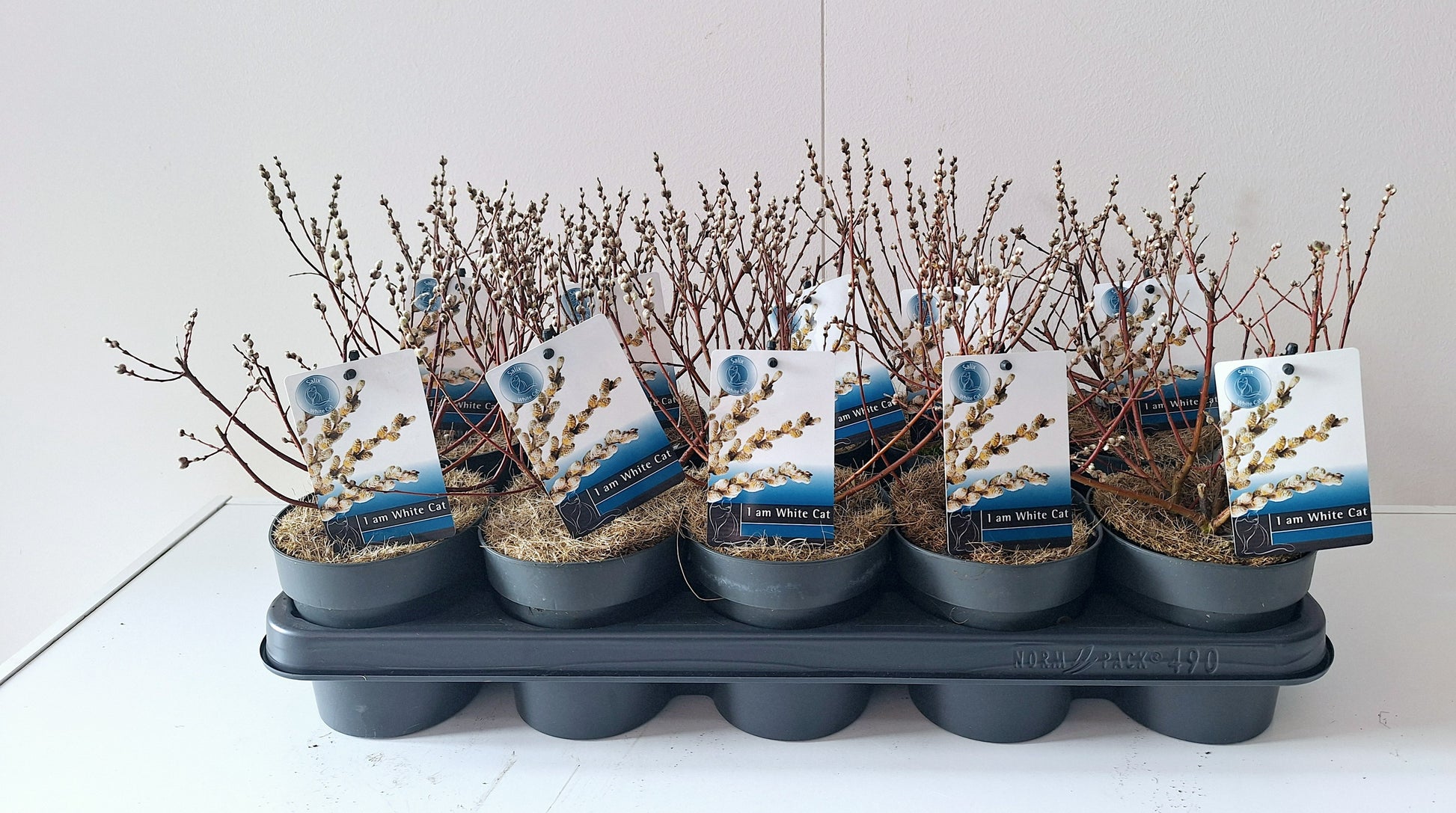 Salix subopposita 30cm 12cm Pot