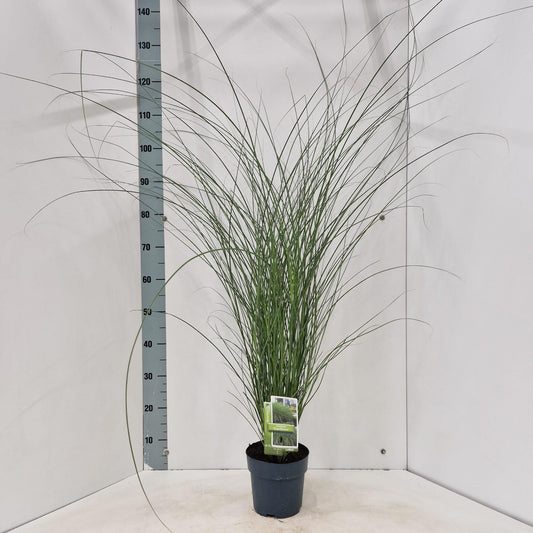 Miscanthus sin. Gracillimus 110cm 17cm Pot