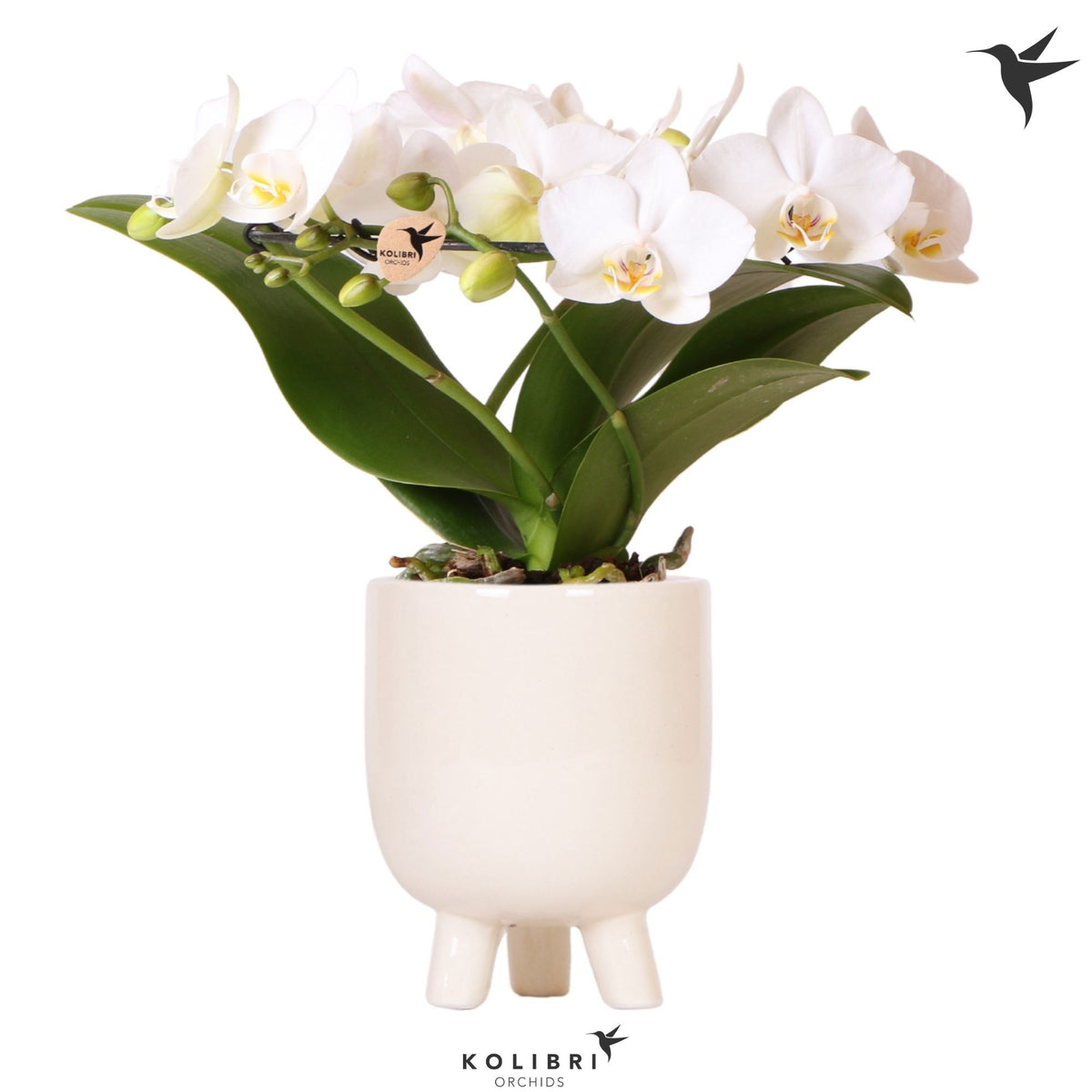 Phalaenopsis multiflora white 30cm 9cm Pot
