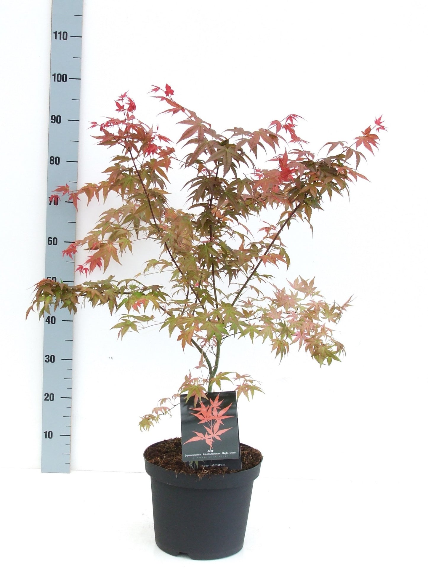 Acer Deshojo 80cm 26cm Pot