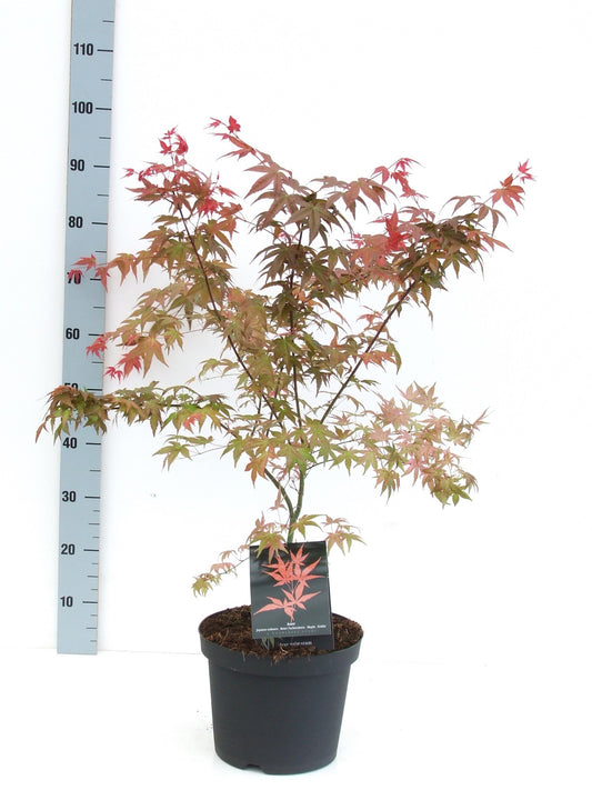 Acer Deshojo 80cm 26cm Pot