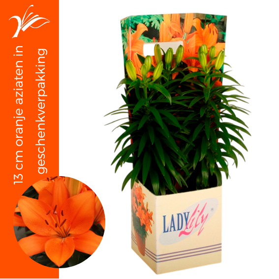 Wetering Potlilium BV Lilium az. Tiny Invader Pack of 1
