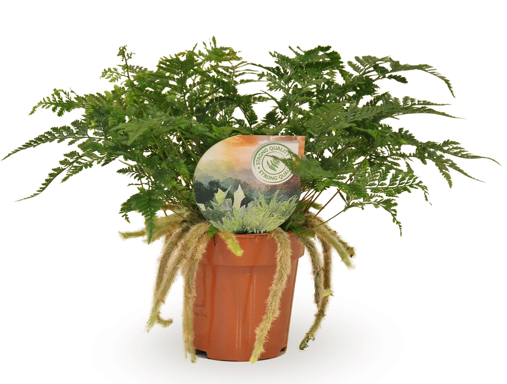 Raadschelders Varens Humata tyermannii Pack of 6